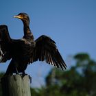 Trockenstunde des Kormorans (Florida)