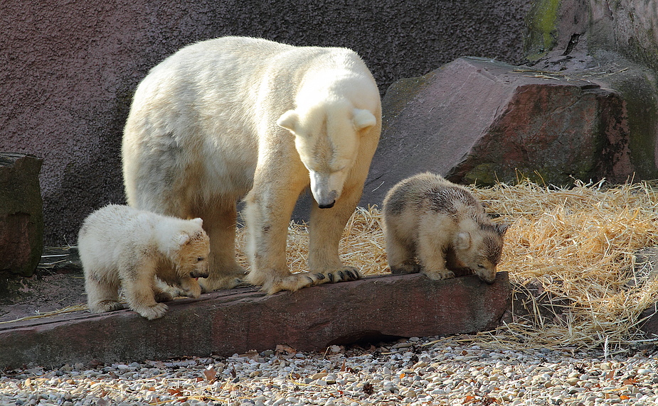 Trockenübung für die Eisschollen von Gregor, Aleut und Mama Vera