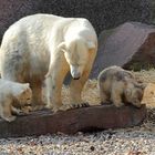 Trockenübung für die Eisschollen von Gregor, Aleut und Mama Vera