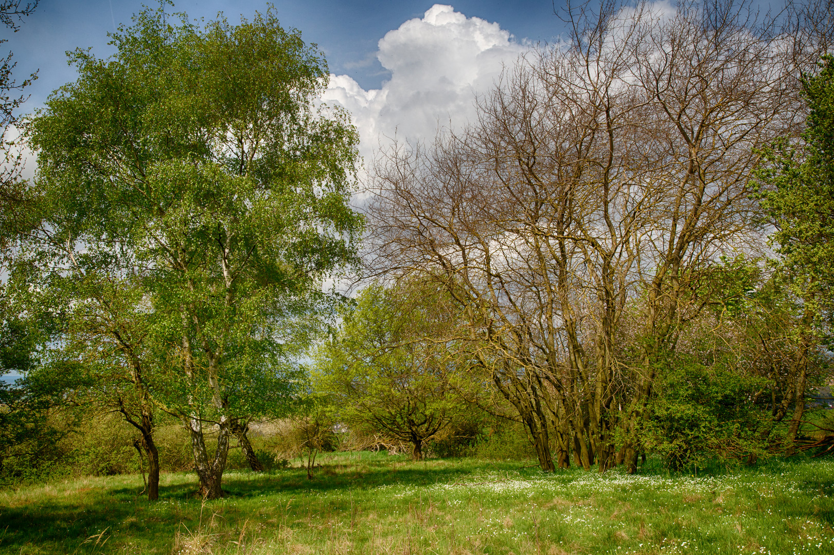 Trockenwiese im Frühling