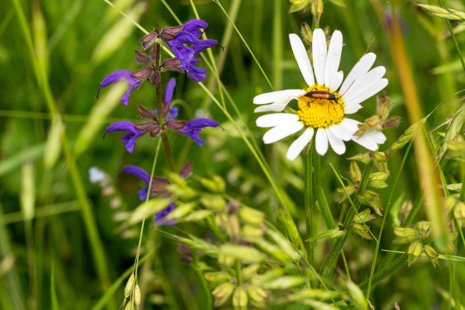 Trockenwiese mit Wiesensalbei