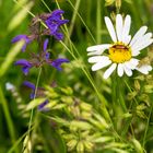 Trockenwiese mit Wiesensalbei