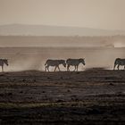 Trockenzeit im Amboseli Park