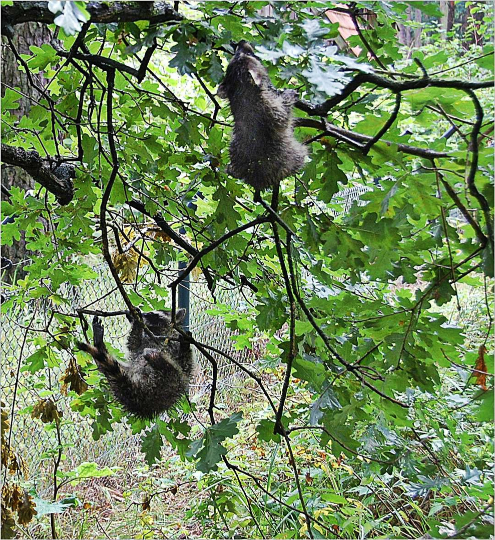 Trocknen im Baum