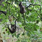 Trocknen im Baum