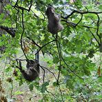 Trocknen im Baum