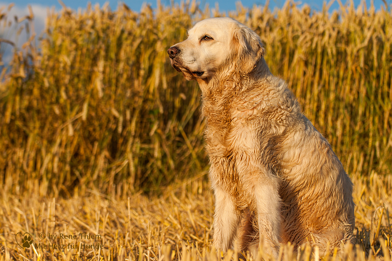 Trocknen in der Abendsonne