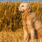 Trocknen in der Abendsonne