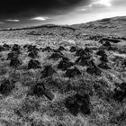 Trocknen von Torf auf der Isle of Lewis and Harris