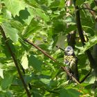 trocknende Meise in Elsbeere