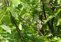 trocknende Meise in Elsbeere