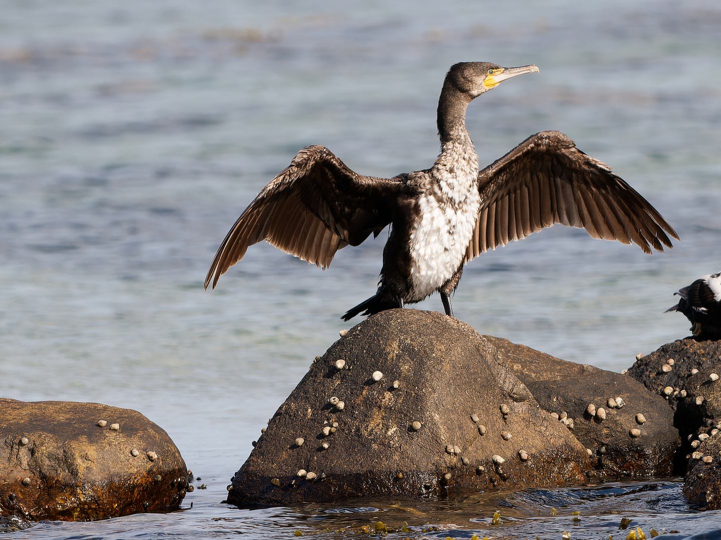 Trocknender Kormoran 