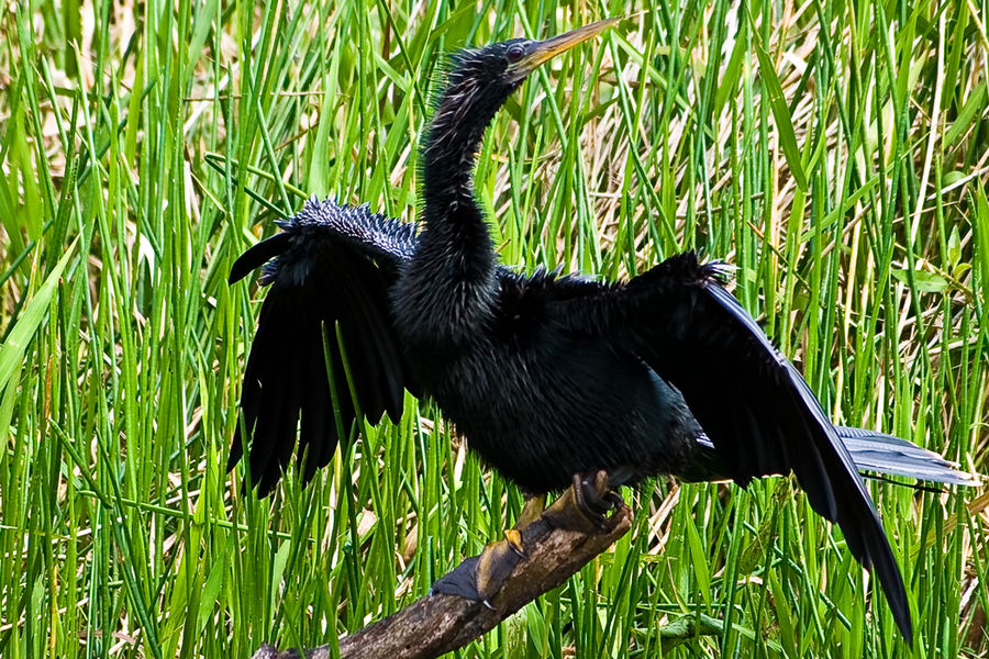 Trocknender Schlangenhalsvogel