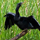 Trocknender Schlangenhalsvogel