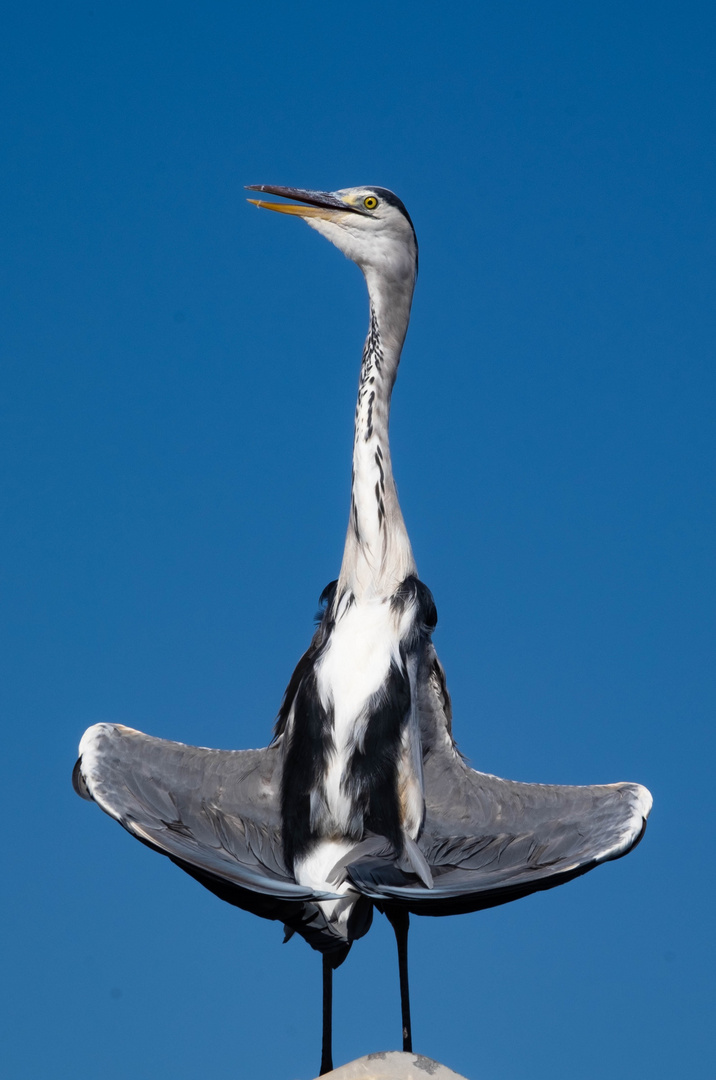 Trocknung nach dem Fischfang