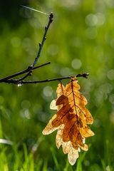 trocknung nach dem regen