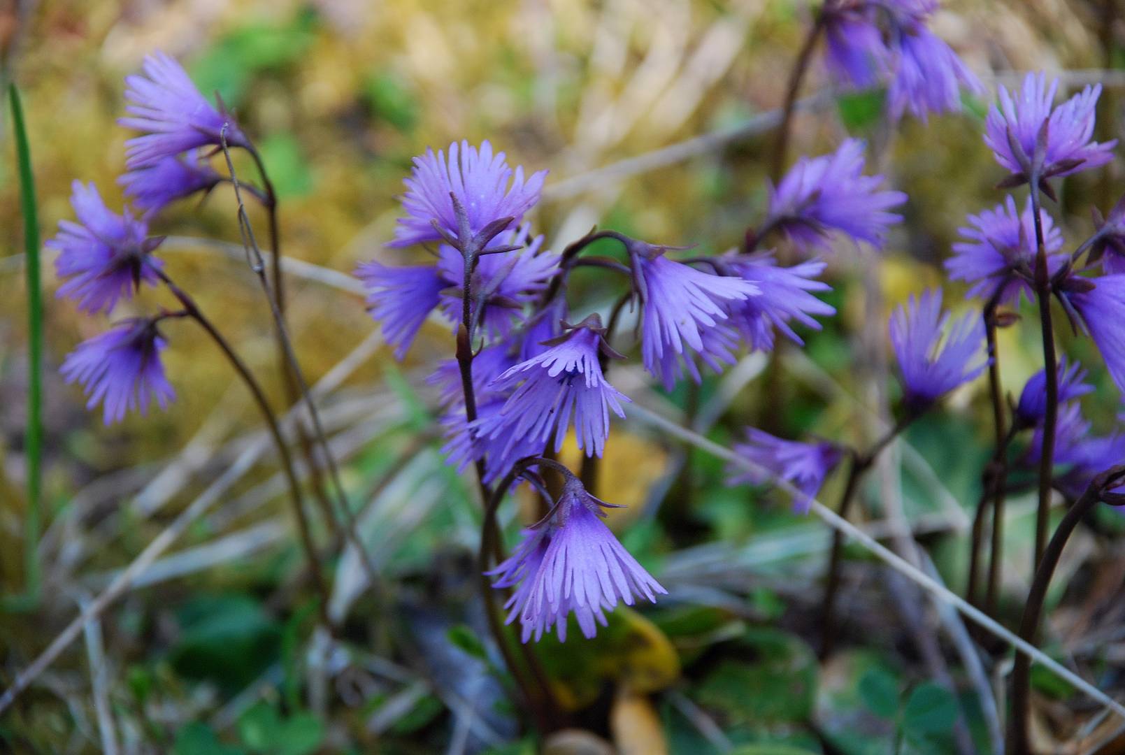 Troddelblume