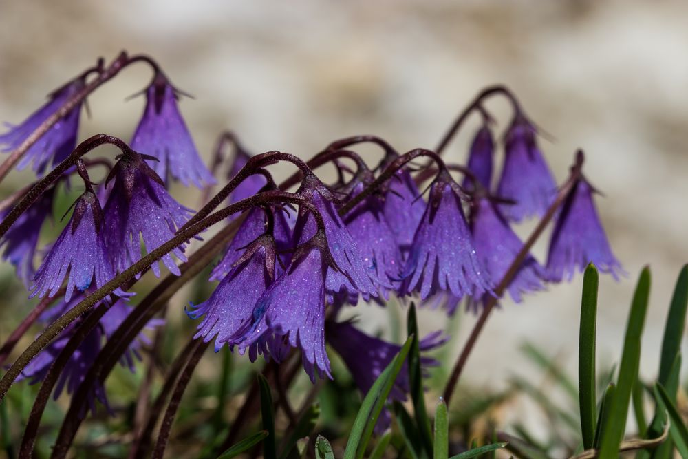 Troddelblume...