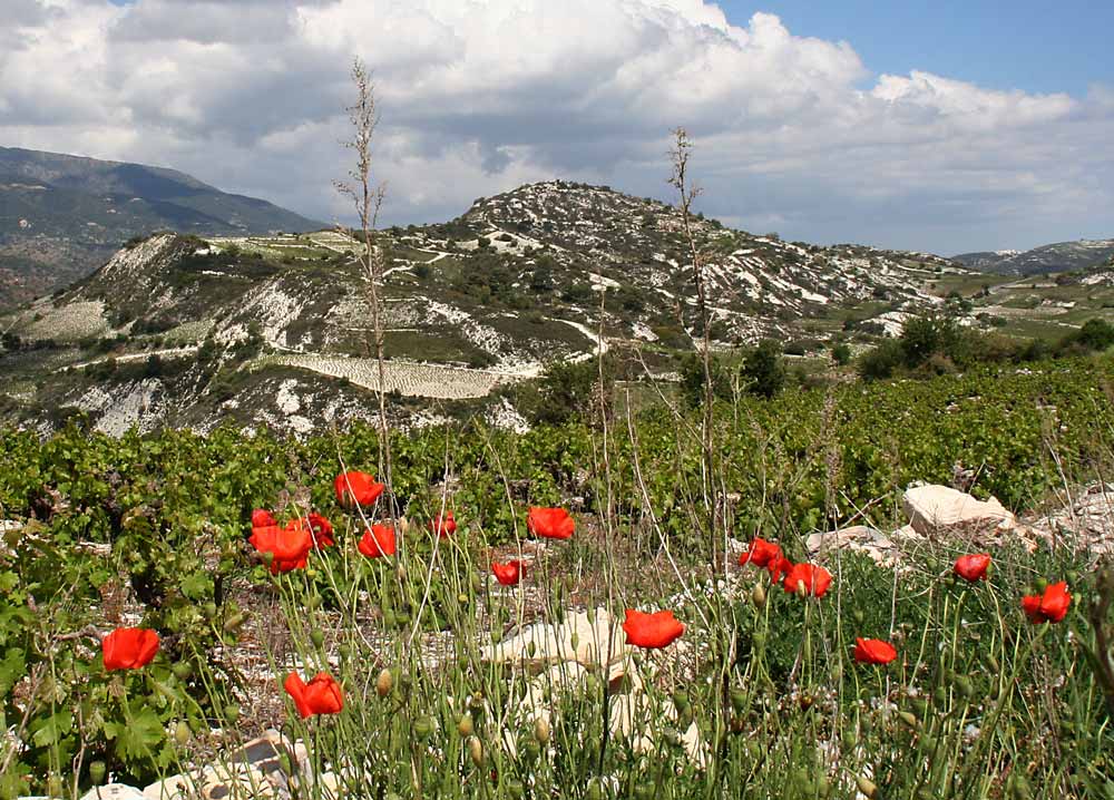 TRODOSGEBIRGE WEINBERGE-ZYPERN