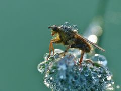 Tröpchen für Tröpfchen.....