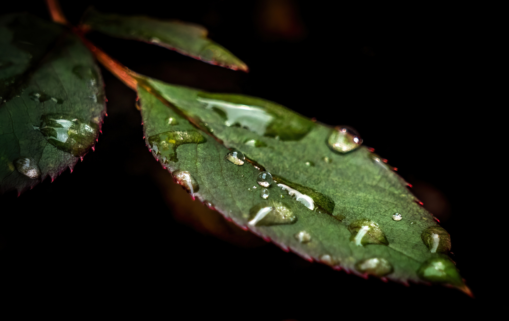 "Tröpfche für Tröpfche - Regenwasser"