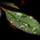 "Tröpfche für Tröpfche - Regenwasser"