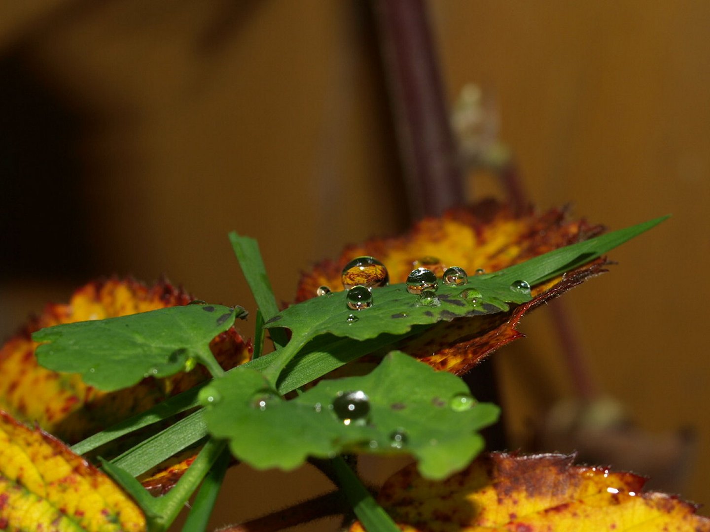 Tröpfchen im Herbst