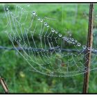 Tröpfchen im Spinnennetz