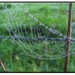 Tröpfchen im Spinnennetz