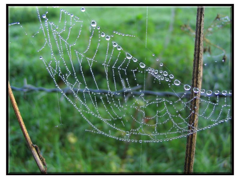 Tröpfchen im Spinnennetz