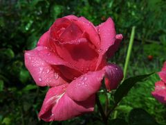 Tröpfchen-Rose (3)