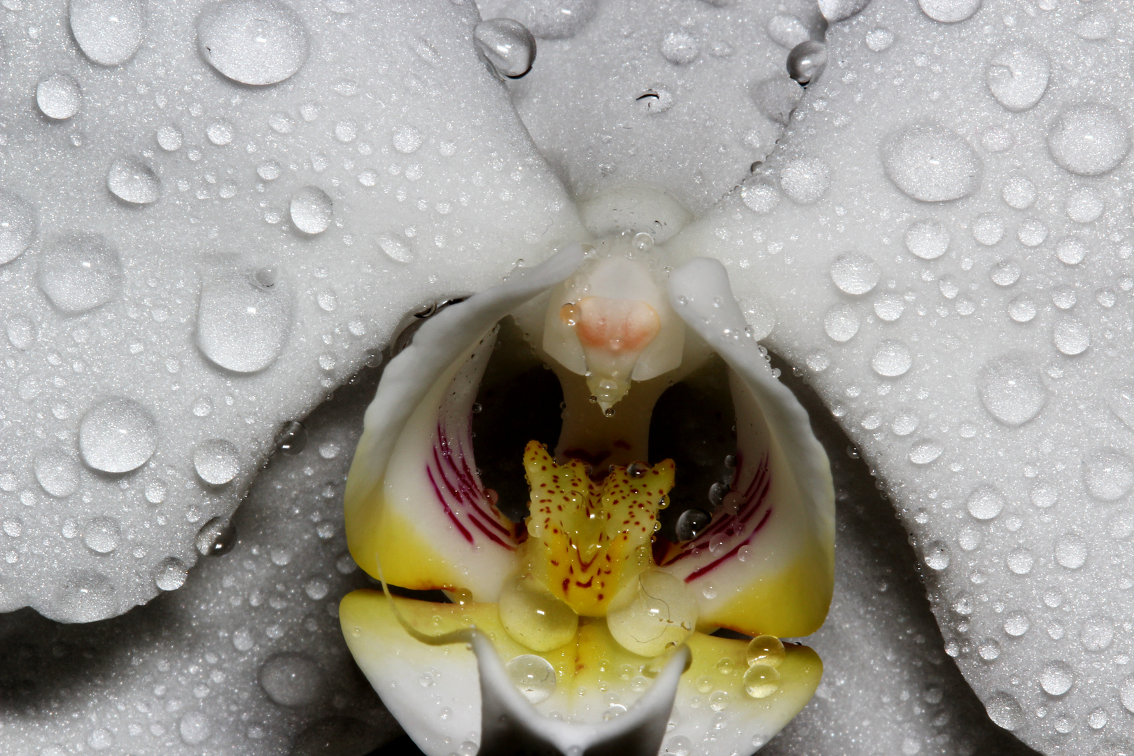 Tröpfchenen Orchidee