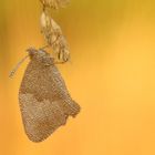 Tröpfchengeschmückt in der Wiese......