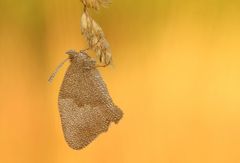 Tröpfchengeschmückt in der Wiese......