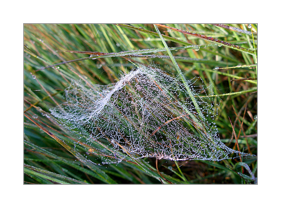 Tröpfchennetz