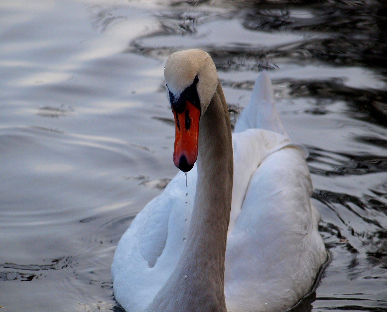 ***Tröpferlschwan***