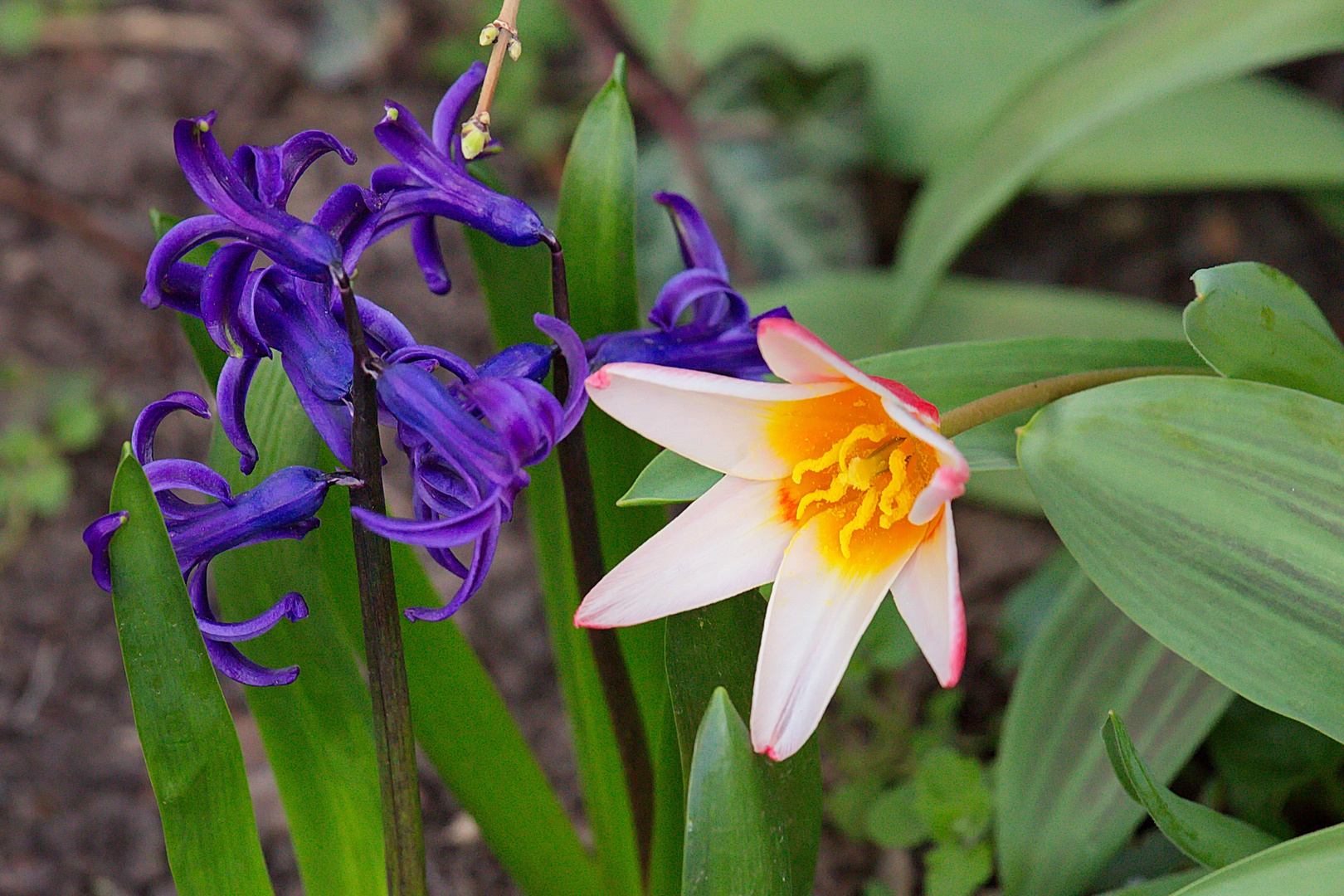 Tröstende Farbenpracht im Garten