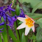 Tröstende Farbenpracht im Garten