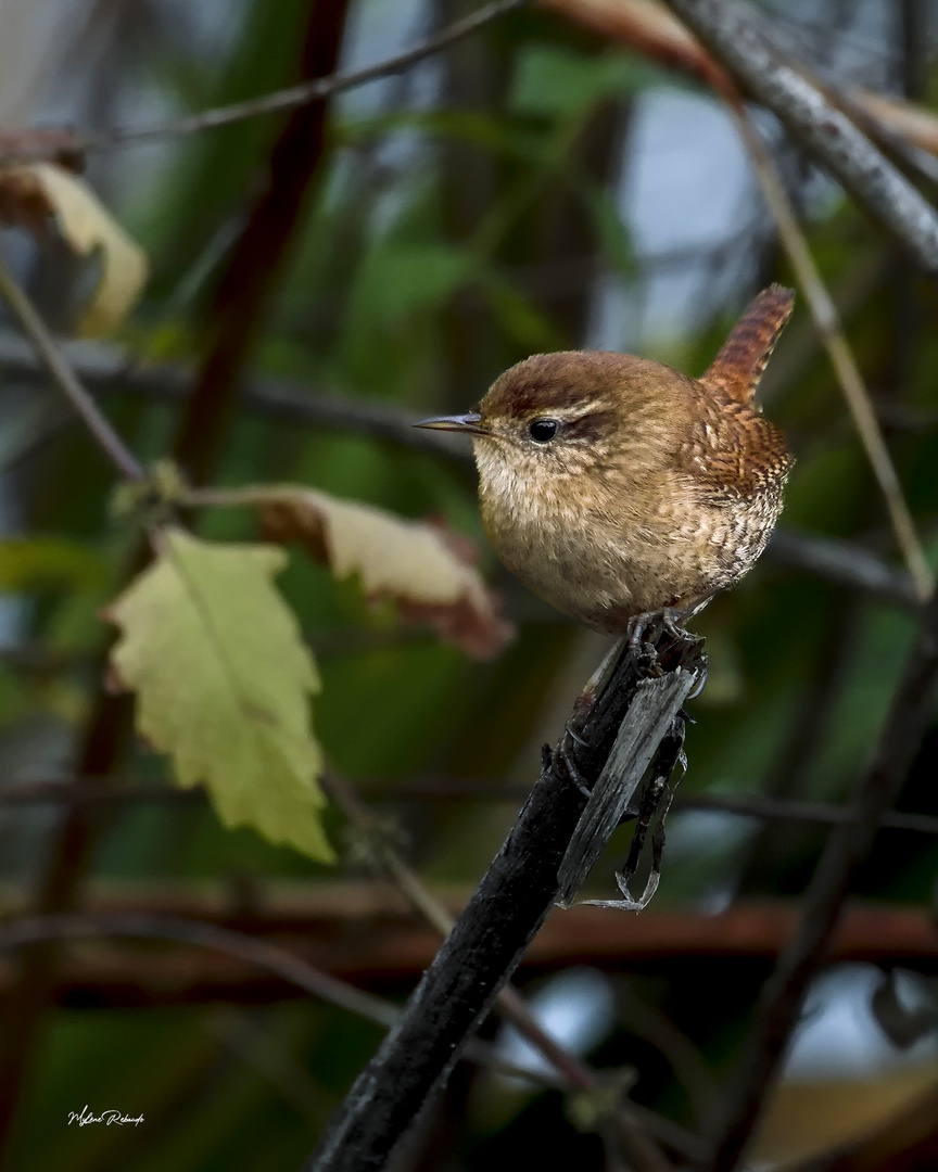 Troglodyte mignon 