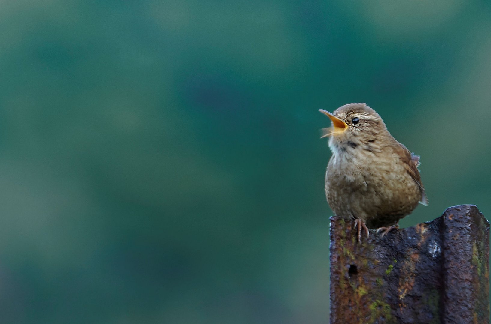 Troglodyte Mignon 