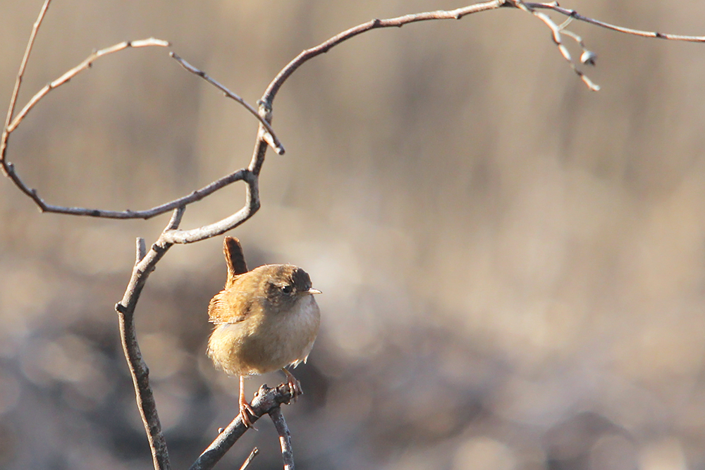 Troglodyte mignon