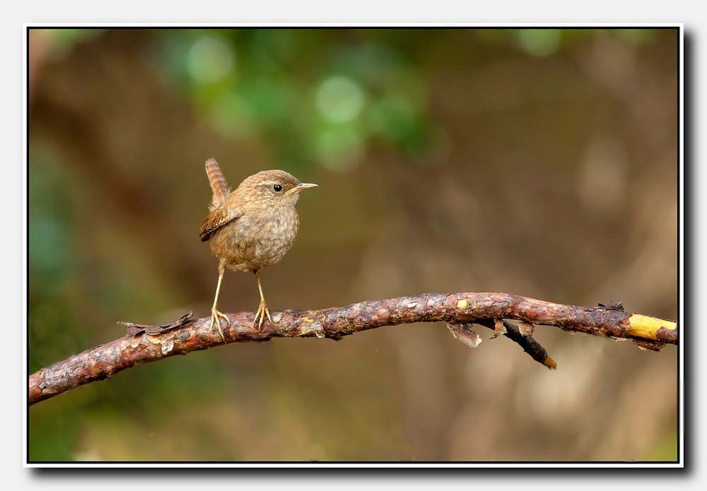 troglodyte mignon