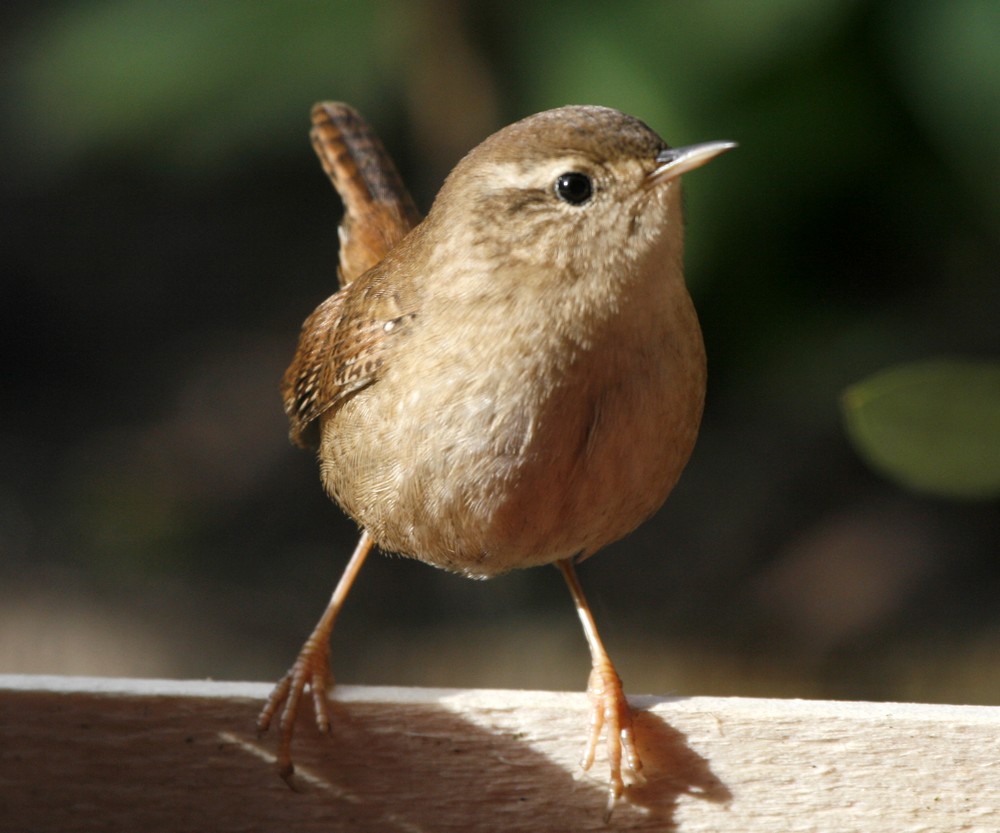 Troglodyte mignon