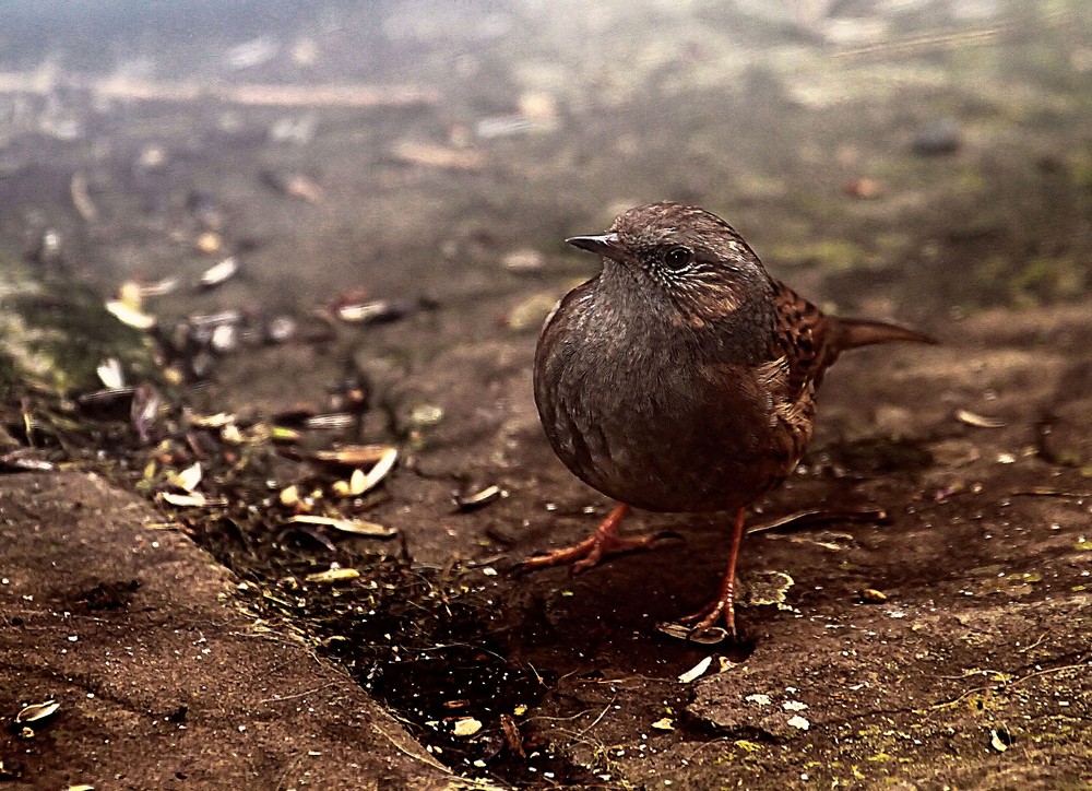 Troglodyte mignon). ou un accenteur ?