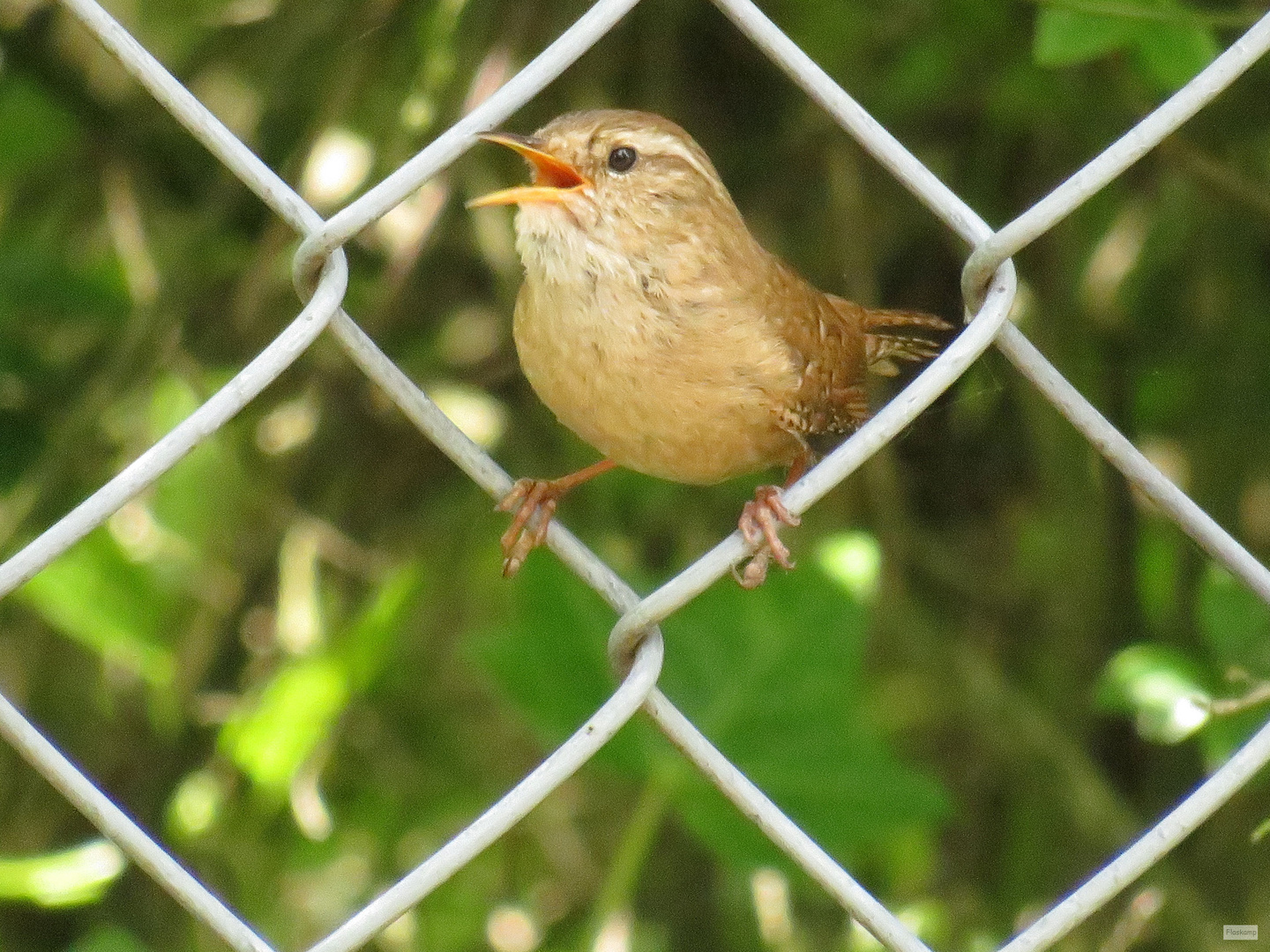 Troglodytes troglodytes Foto & Bild tiere, wildlife, wild lebende