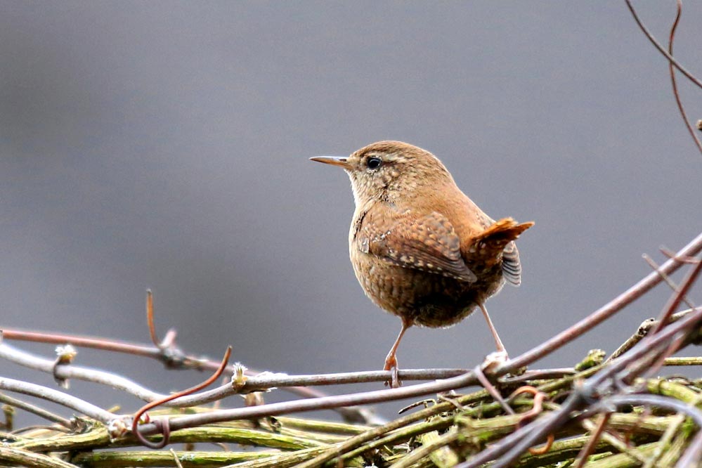 Troglodytes troglodytes