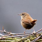 Troglodytes troglodytes