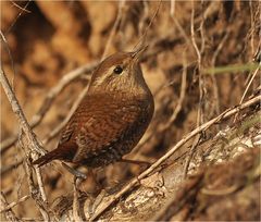 Troglodytes troglodytes