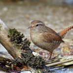 Troglodytes troglodytes