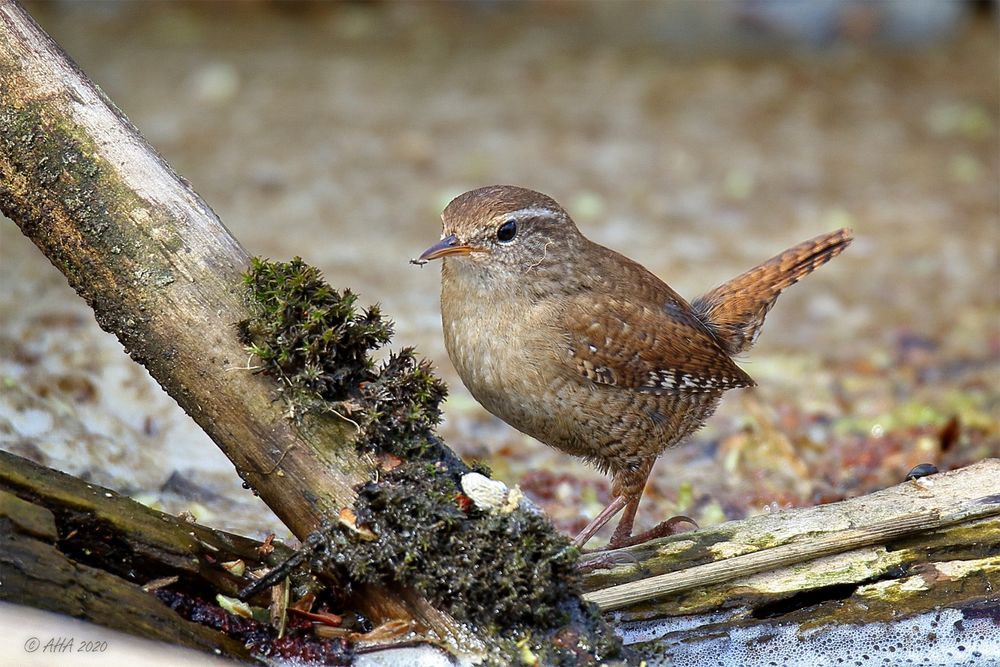 Troglodytes troglodytes